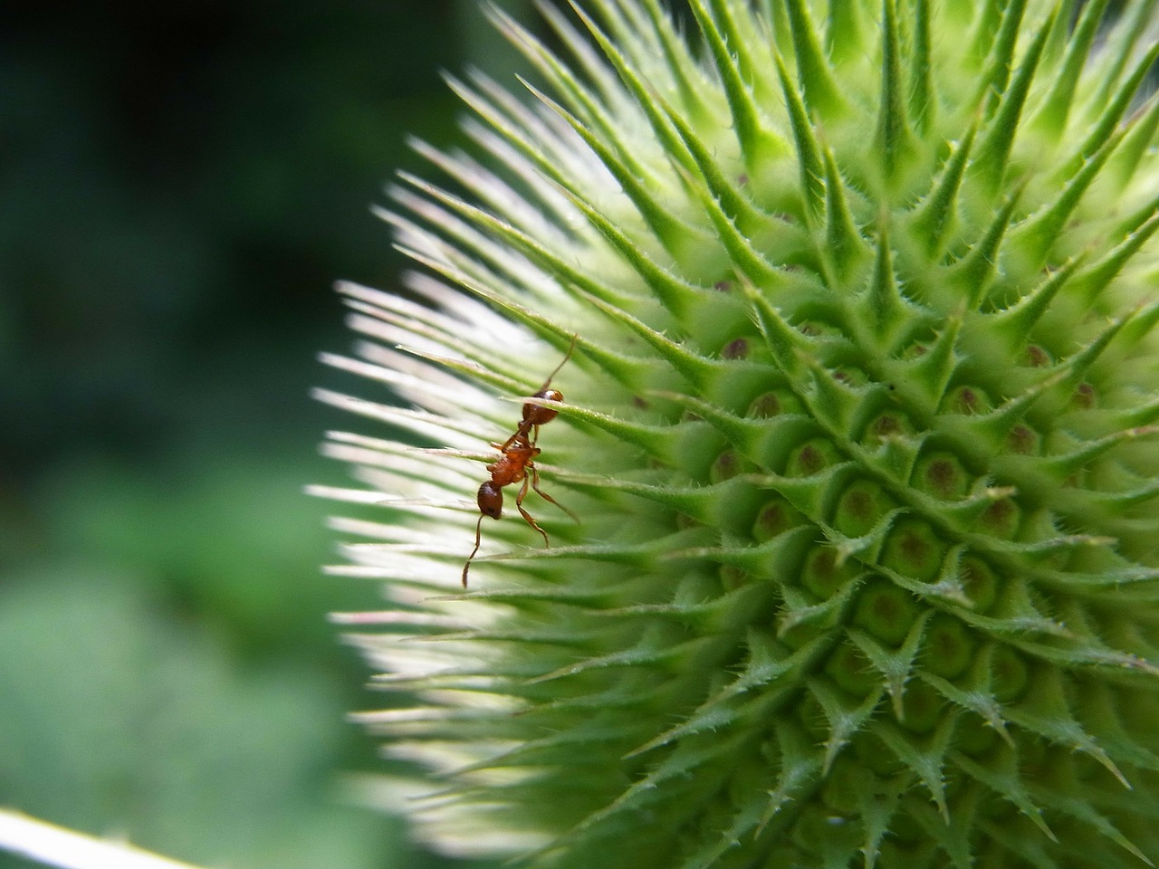 Sausa Žolė Knotenameise, Myrmica Scabrinodis, Ant, Vabzdys, Gyvūnas, Gamta, Pieva, Miškas, Drakonas, Nemokamos Nuotraukos