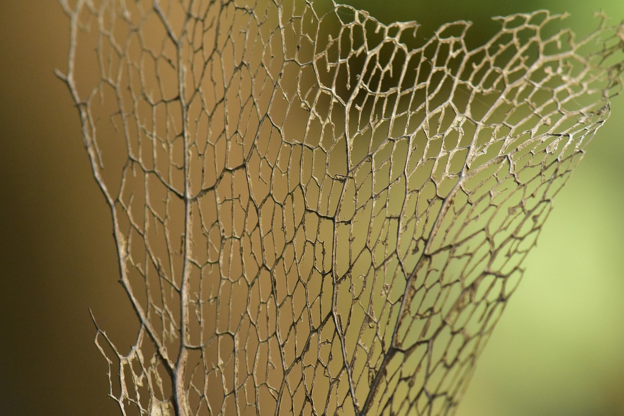 Sausas Lapas, Lapų Rėmas, Skeletas, Džiovintas, Lapija, Bokeh, Modelis, Minkšta Spalva, Gamta, Abstraktus