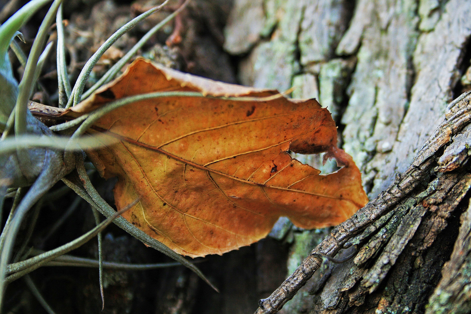 Lapai,  Sausas,  Žiema,  Russet,  Perdirbimas,  Sausas Rusvinis Lapelis, Nemokamos Nuotraukos,  Nemokama Licenzija