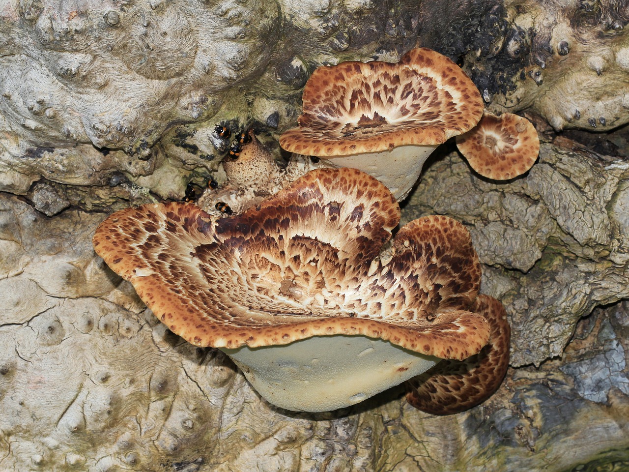 Dryados Balnelis, Grybai, Fazanų Nugara, Grybelis, Polyporus Squamosus, Nemokamos Nuotraukos,  Nemokama Licenzija