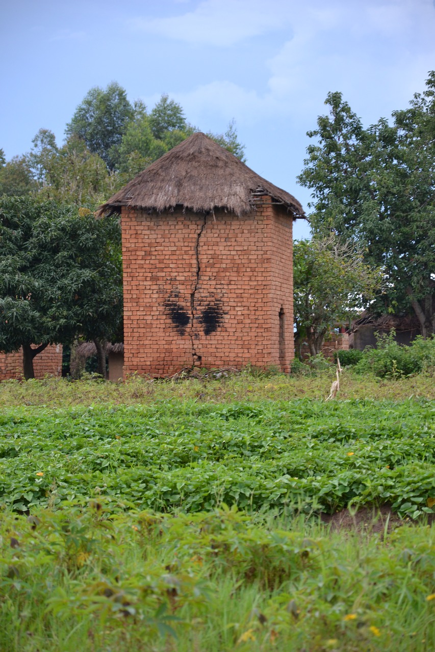 Džiovinimo Bokštas, Uganda, Žemdirbystė, Nemokamos Nuotraukos,  Nemokama Licenzija