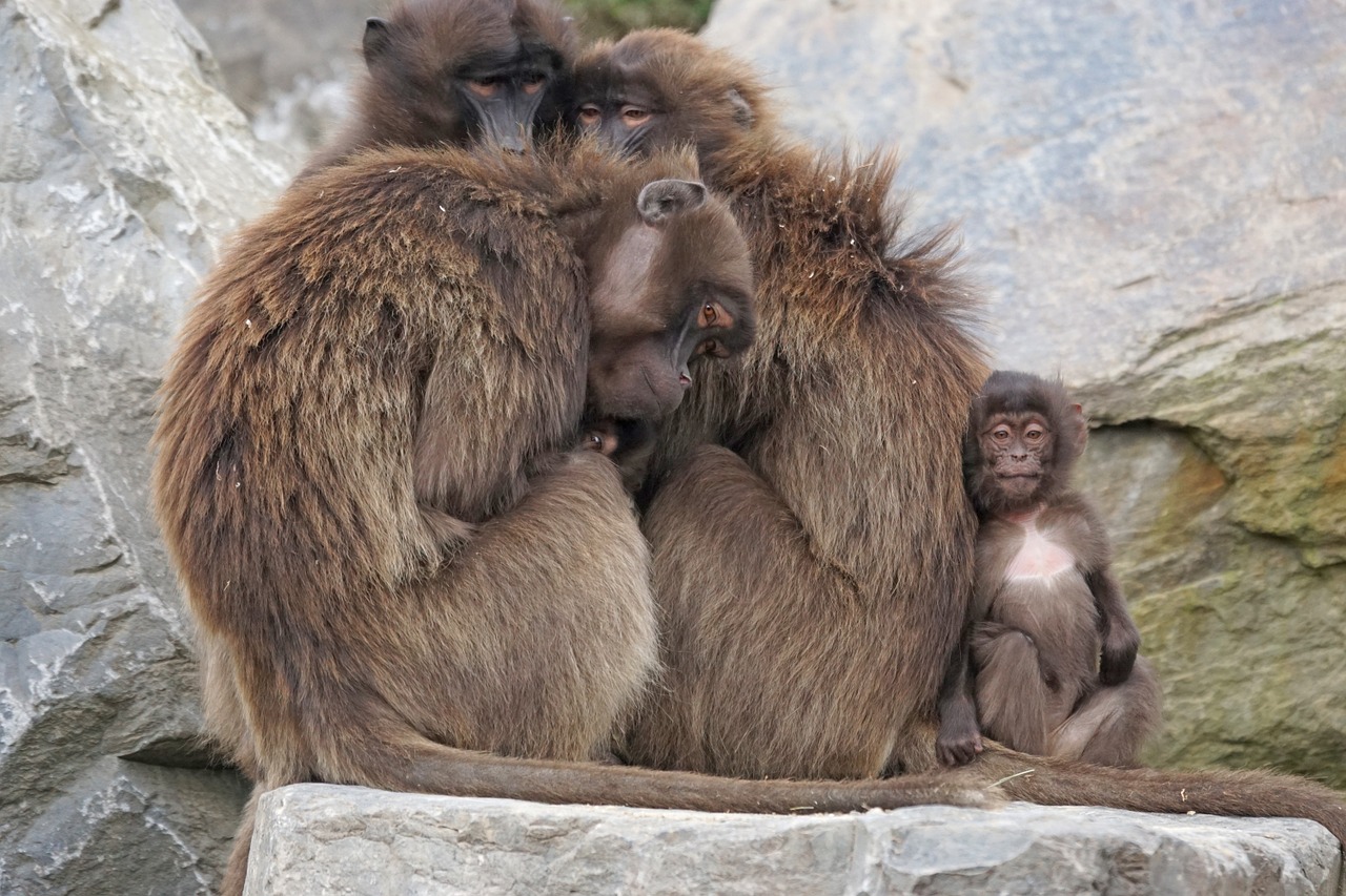 Dschelada, Beždžionė, Primatai, Motina, Beždžionė, Socialinis, Jaunas, Pora, Laukinės Gamtos Fotografija, Žinduolis