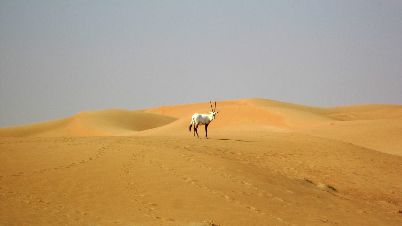 Dubai, Dykuma, Oryx, Nemokamos Nuotraukos,  Nemokama Licenzija