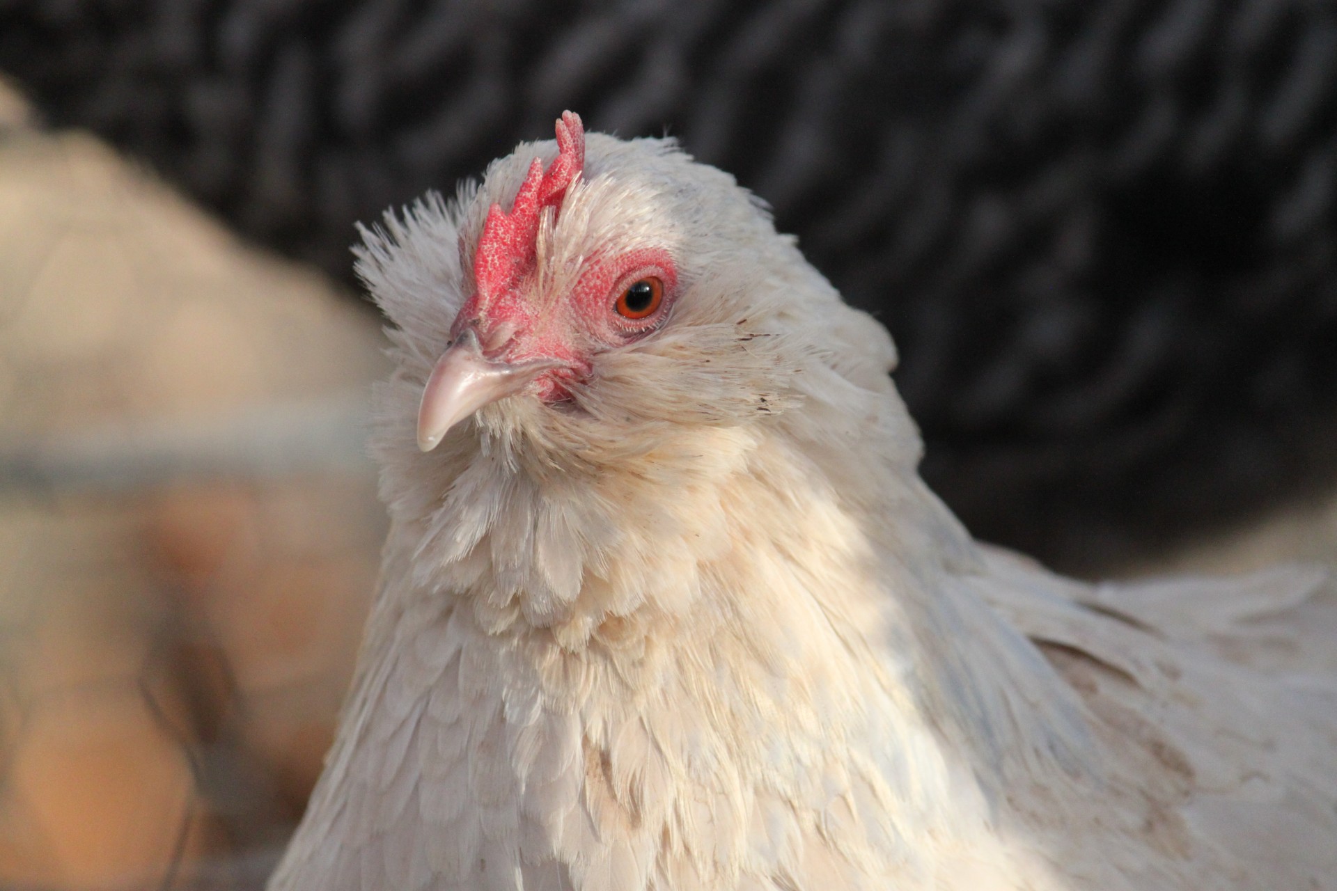 Vištiena,  Viščiukai,  Višta,  Vištos,  Bantam,  Bantams,  Duccle,  Duccle Hen, Nemokamos Nuotraukos,  Nemokama Licenzija