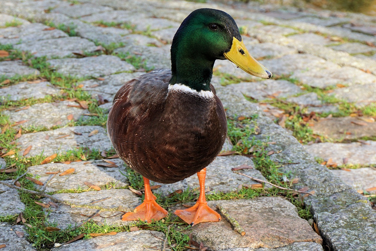 Antis, Drake, Vanduo, Naminiai Paukščiai, Paukštis, Vandens Paukštis, Sąskaitą, Gyvūnas, Plunksna, Gyvūnų Pasaulis