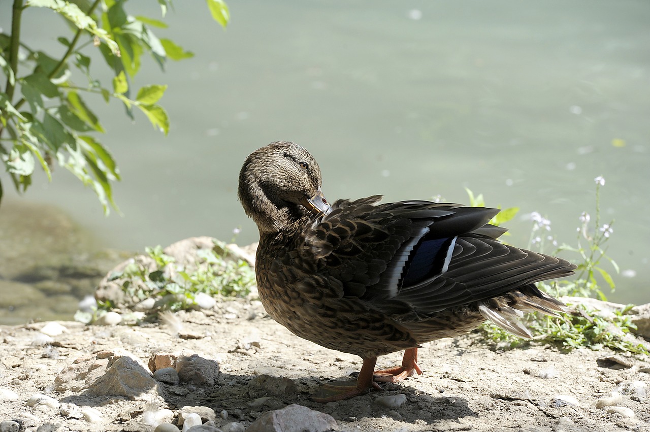 Antis, Ančių Paukštis, Gamta, Nemokamos Nuotraukos,  Nemokama Licenzija