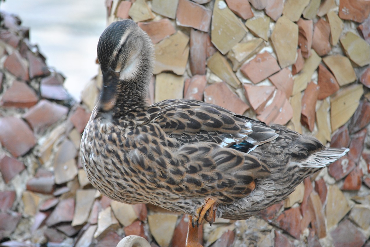 Antis, Antis, Nepastovus, Makro, Nemokamos Nuotraukos,  Nemokama Licenzija