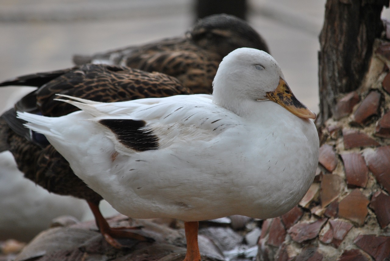 Antis, Antis, Nepastovus, Makro, Nemokamos Nuotraukos,  Nemokama Licenzija