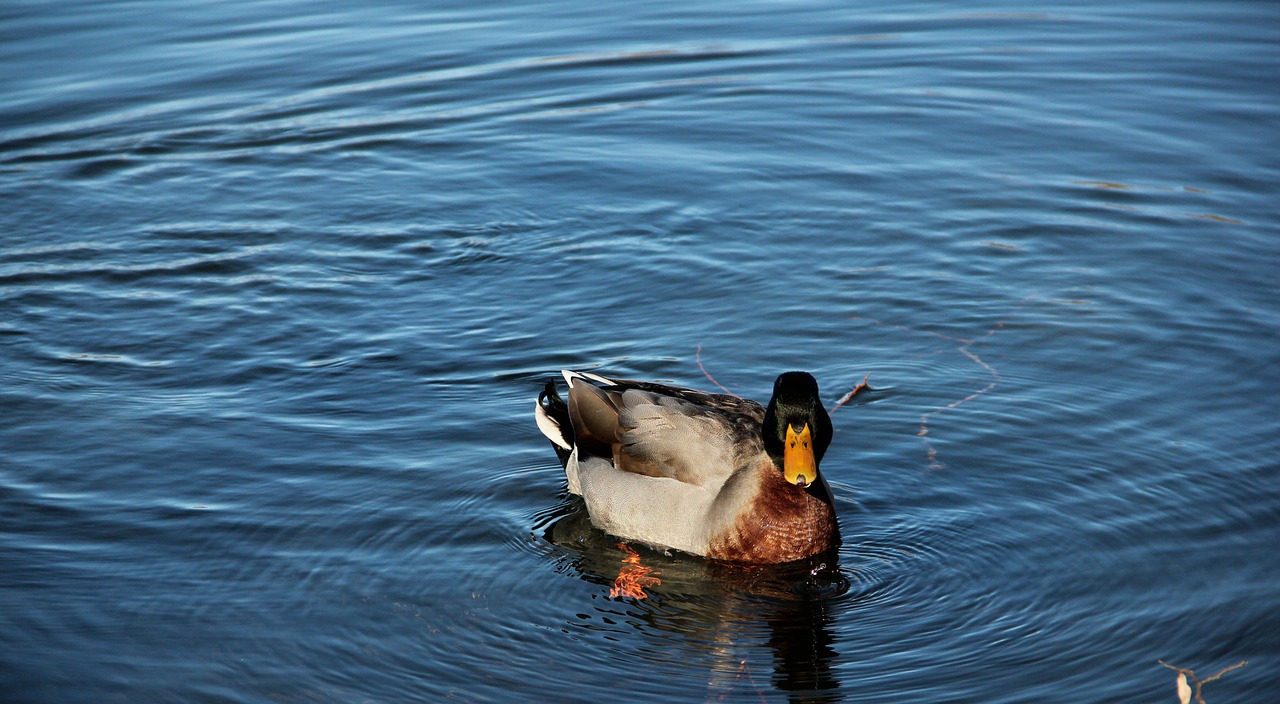 Antis, Ežeras, Gamta, Vanduo, Gyvūnas, Italy, Paukščiai, Gyvūnai, Ducky, Biped