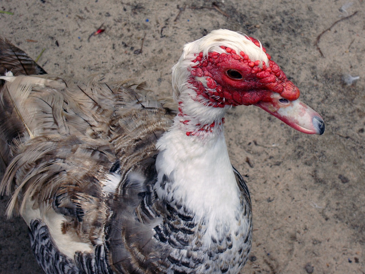 Antis, Muskusinė Antis, Cairina Moschata, Muskusas, Cairina, Moschata, Paukštis, Gamta, Laukinė Gamta, Snapas