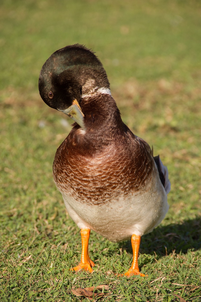 Antis, Preening, Plunksnos, Paukštis, Snapas, Ruda, Patinas, Laukiniai, Queensland, Australia