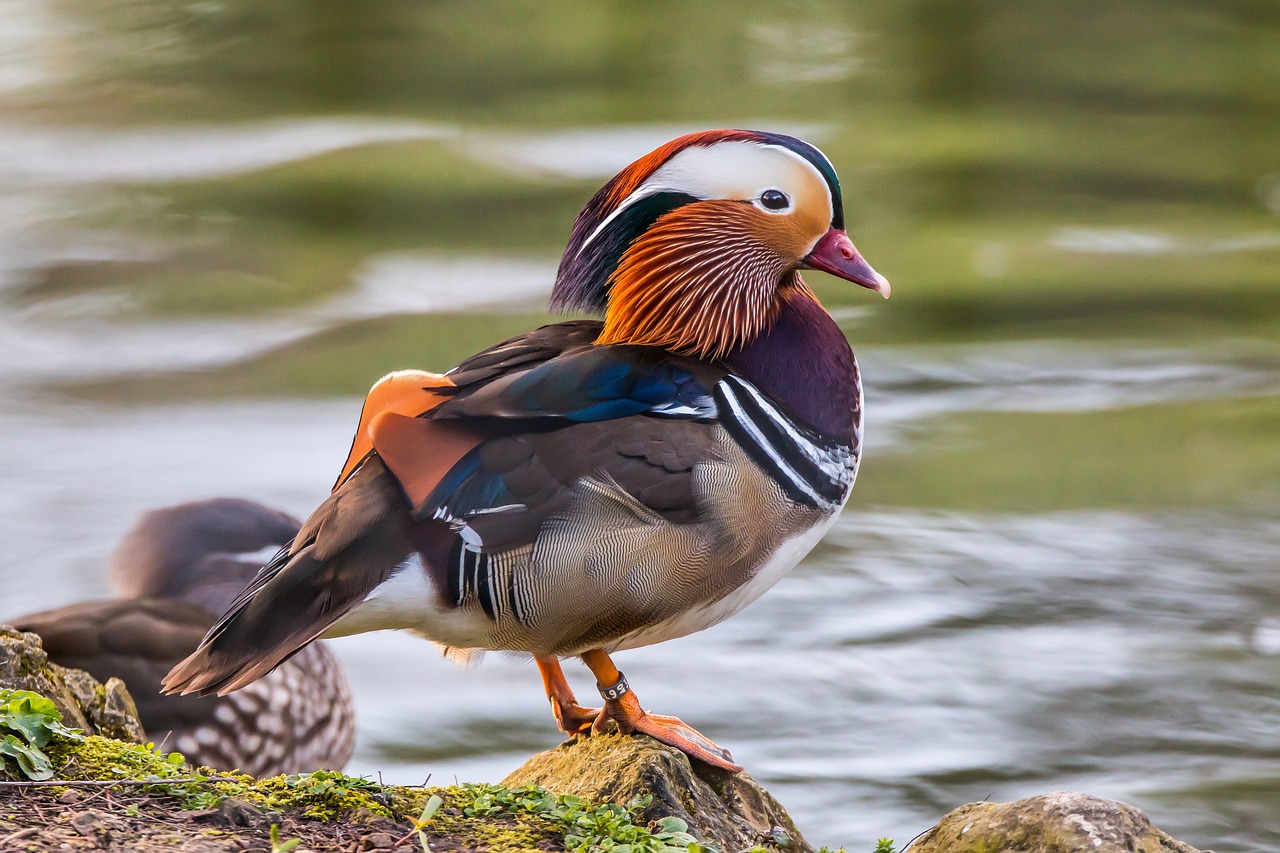 Antis, Mandarinas, Ave, Paukštis, Gyvūnai, Gamta, Fauna, Nemokamos Nuotraukos,  Nemokama Licenzija