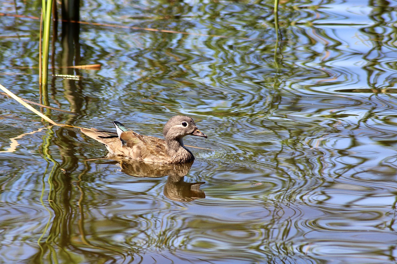 Antis, Gadwall, Vandens Paukštis, Vanduo, Ežeras, Vandens Atspindys, Atspindys, Nemokamos Nuotraukos,  Nemokama Licenzija