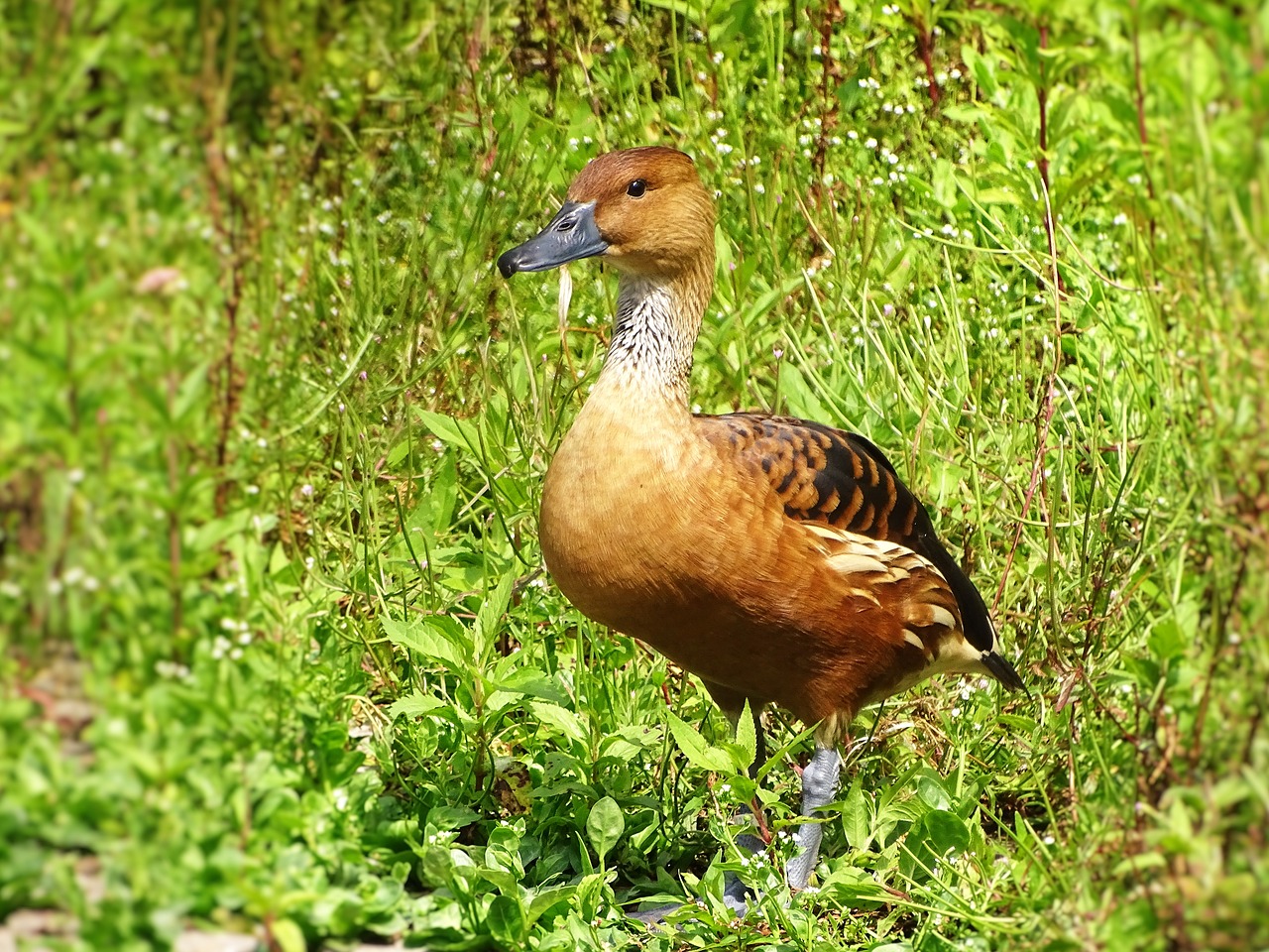 Antis, Gyvūnas, Gamta, Paukštis, Laukiniai, Vanduo, Plunksna, Plaukti, Lauke, Fauna