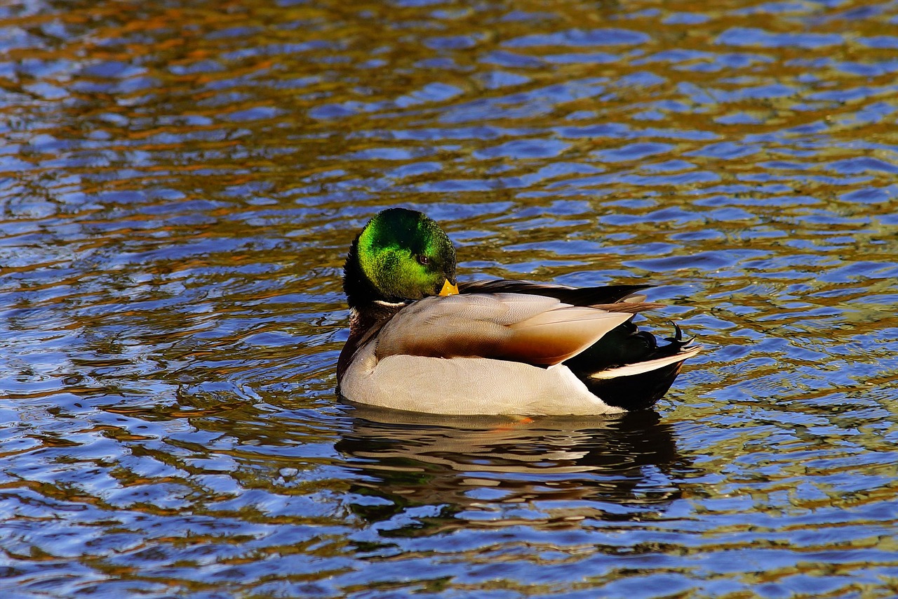 Antis, Drake, Vandens Paukštis, Meletas, Plumėjimas, Gamta, Vandenys, Vanduo, Plaukti, Paukštis