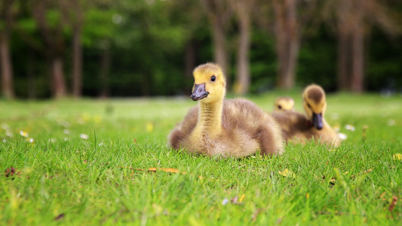 Antis, Jaunoji Antis, Paukštis, Gyvūnas, Gamta, Ducky, Mažas, Jaunas, Ančių Paukštis, Pieva