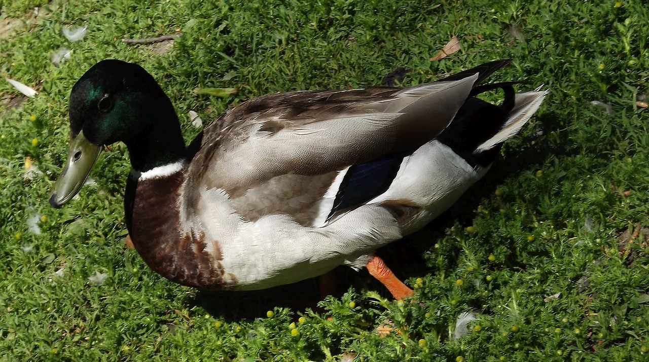 Antis, Laukinė Antis, Paukštis, Laukiniai Paukščiai, Gamta, Žolė, Žalias, Fauna, Parkas, Nemokamos Nuotraukos