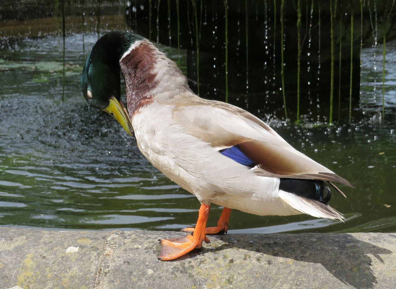 Antis, Meletas, Tvenkinys, Paukštis, Vanduo, Skalbimas, Preening, Nemokamos Nuotraukos,  Nemokama Licenzija