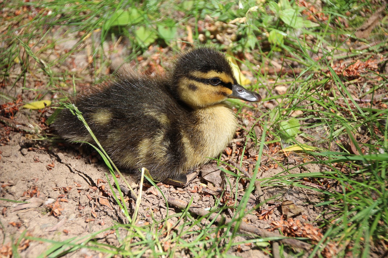 Antis, Viščiukai, Vandens Paukštis, Ducky, Jauni Gyvūnai, Nemokamos Nuotraukos,  Nemokama Licenzija