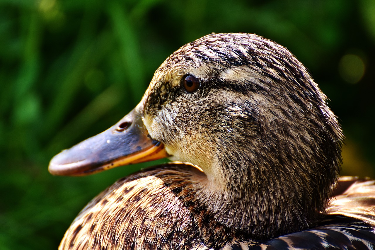 Antis, Meletas, Moteris, Laukinės Gamtos Fotografija, Gyvūnų Pasaulis, Gyvūnų Portretas, Vandens Paukštis, Uždaryti, Nemokamos Nuotraukos,  Nemokama Licenzija