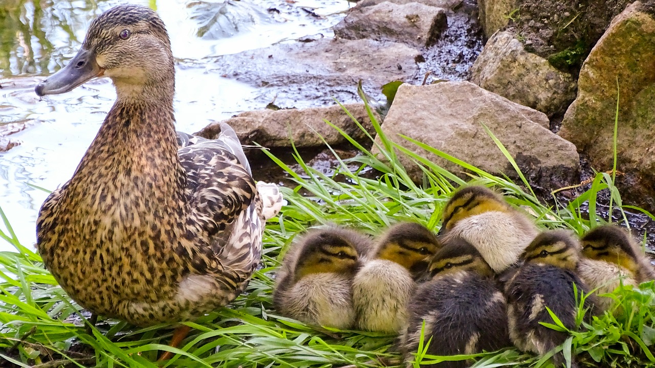 Antis, Laukinė Antis, Laukiniai Ančių Viščiukai, Vištiena, Vandens Paukštis, Ančių Paukštis, Ančių Šeima, Gamta, Ducky, Antis Kūdikis