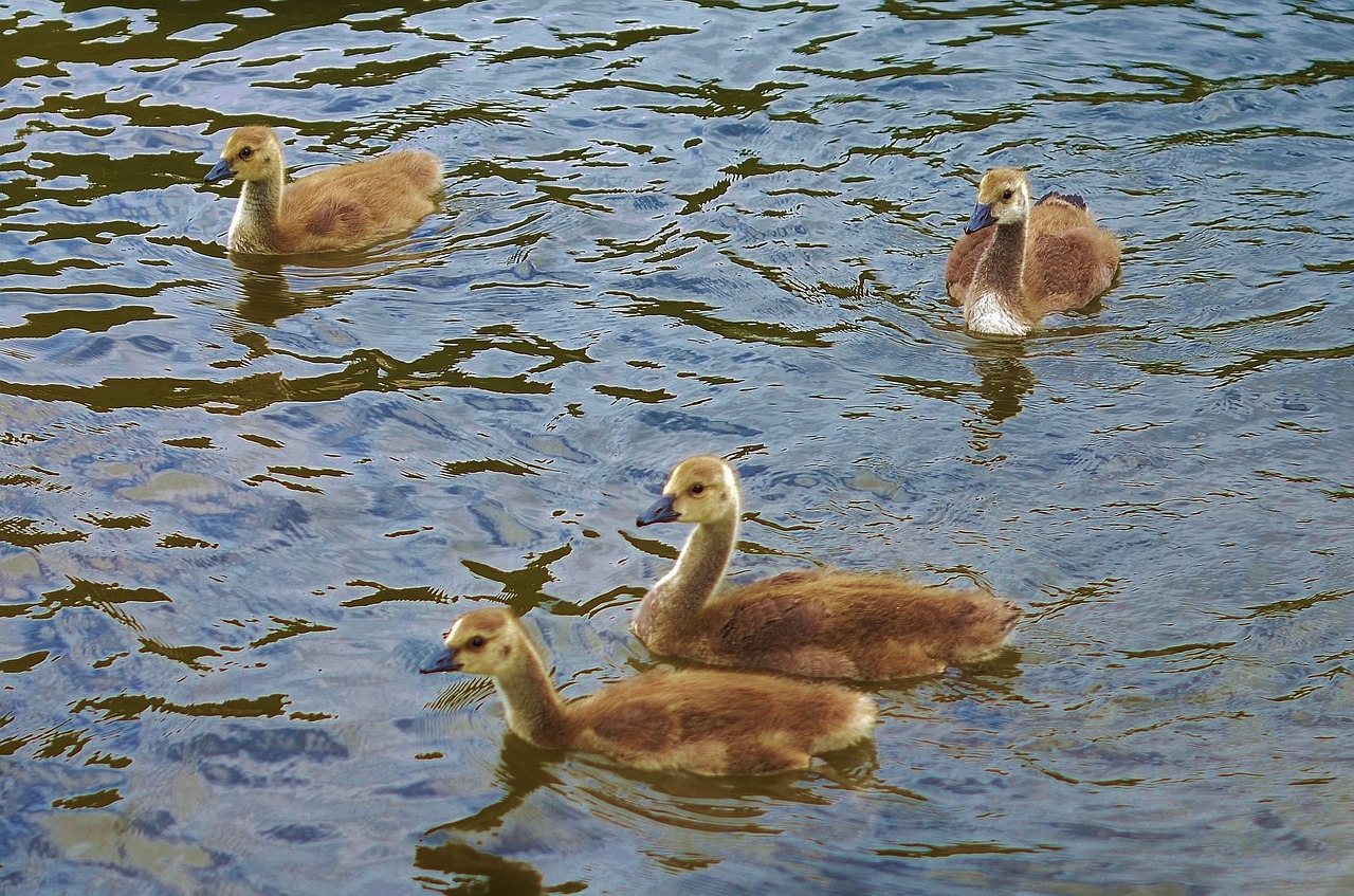 Antis, Gyvūnas, Paukštis, Laukinė Gamta, Laukiniai, Ūkis, Žąsis, Ežeras, Vanduo, Plunksna