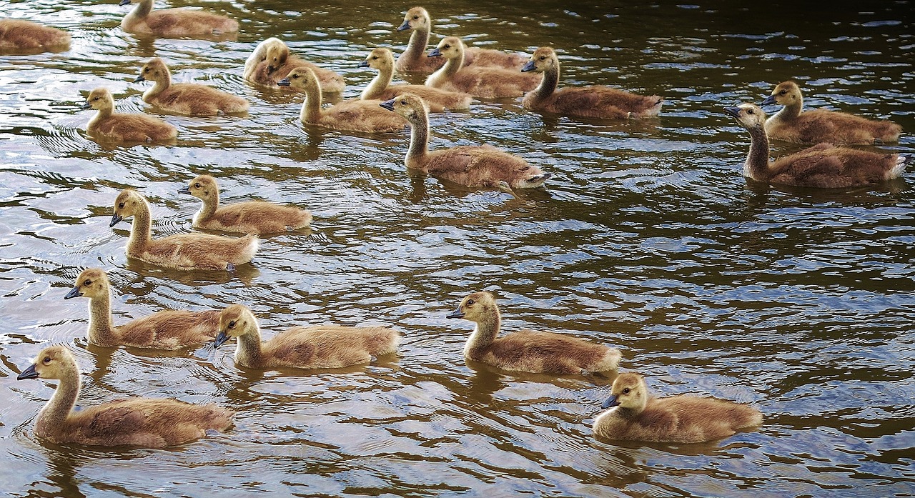 Antis, Gyvūnas, Paukštis, Laukinė Gamta, Laukiniai, Ūkis, Žąsis, Ežeras, Vanduo, Plunksna