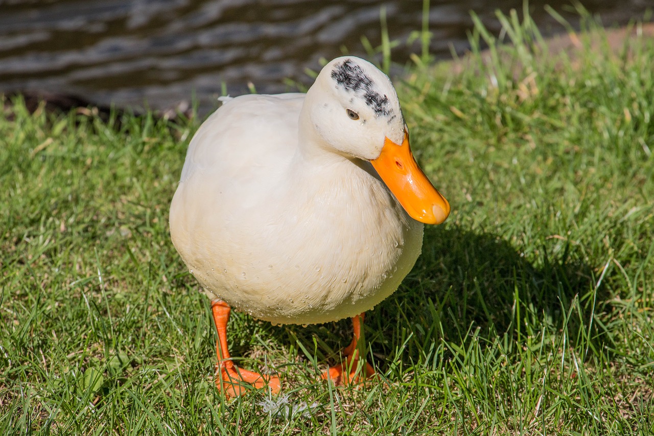 Antis, Parkas, Vandens Paukštis, Plaukti, Meletas, Ančių Paukštis, Gyvūnai, Gamta, Pavasaris, Prieš Gelį