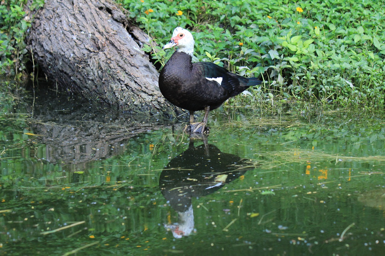 Antis, Ave, Plunksnos, Fauna, Gyvūnas, Gamta, Laukiniai Antis, Vandens Paukščiai, Gyvūnai, Vanduo