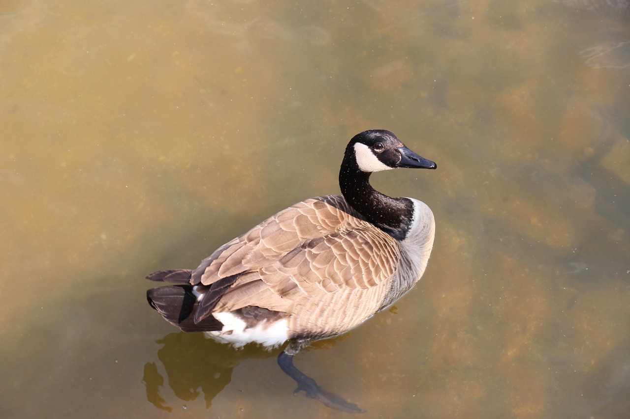 Antis, Didelis, Paukštis, Vandens Paukštis, Plumėjimas, Sąskaitą, Sparnas, Pelecaniformes, Antis, Ganter