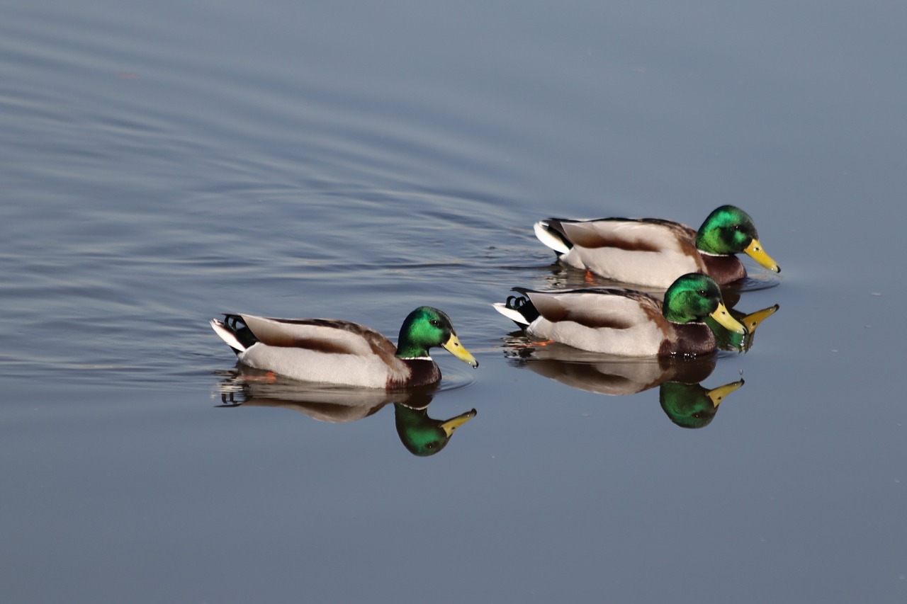 Antis,  Paukštis,  Vandens,  Ežeras,  Pobūdį,  Drakes,  Drake,  Mallard,  Tris,  Trys