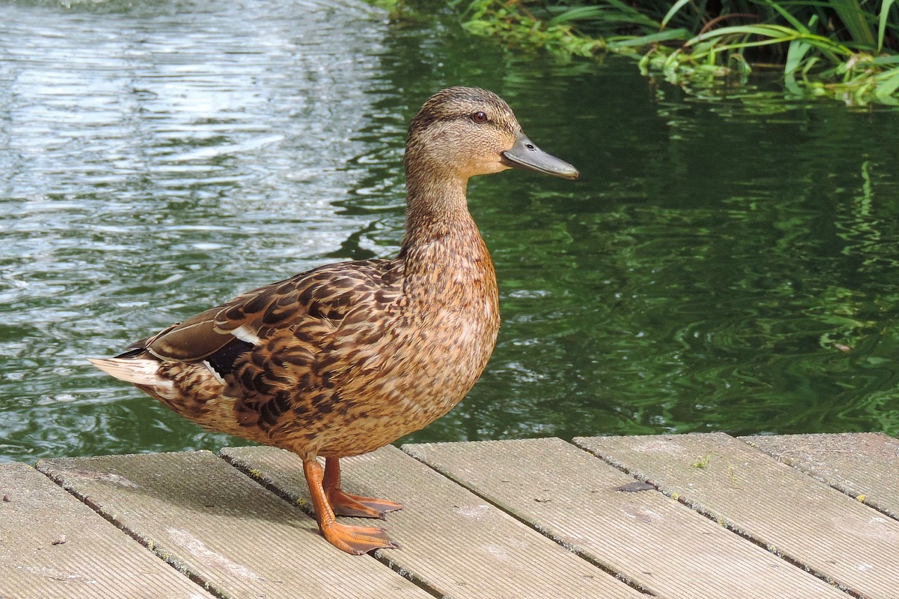 Antis,  Pobūdį,  Gyvūnijos Pasaulyje,  Gyvūnas,  Paukštis,  Tvenkinys, Nemokamos Nuotraukos,  Nemokama Licenzija