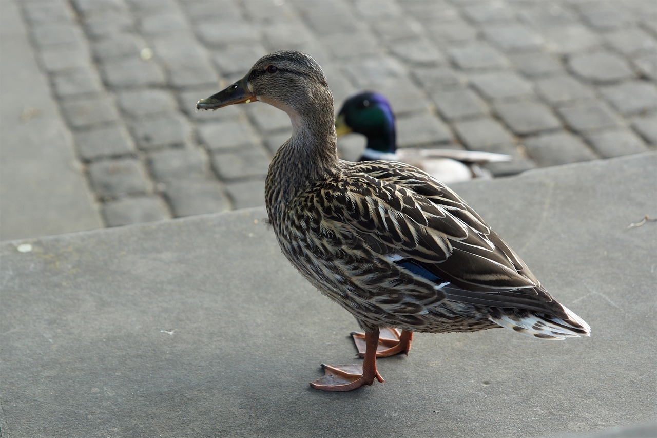 Antis,  Vanduo Paukštis,  Paukštis,  Gyvūnas,  Mallard,  Moteris, Nemokamos Nuotraukos,  Nemokama Licenzija