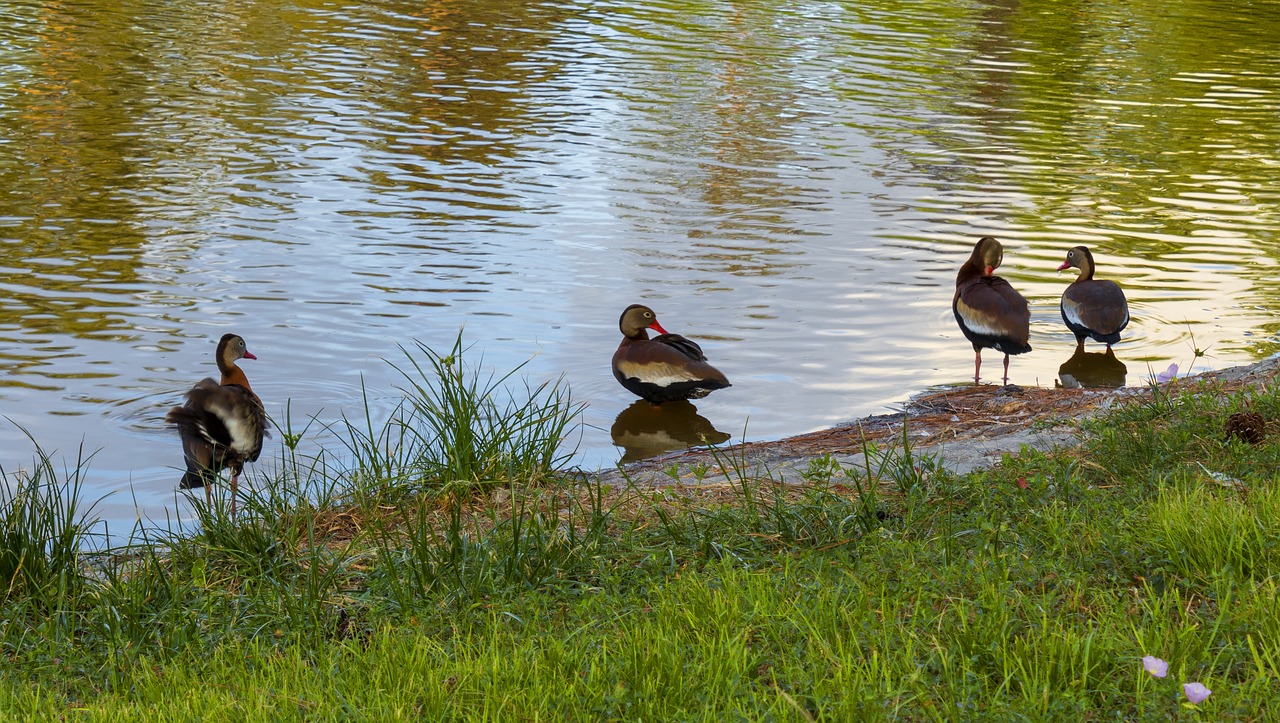 Antis,  Vandens Paukščiai,  Tvenkinys,  Atspindys,  Gyvūnijos,  Pobūdį,  Mallard,  Lauko,  Vandens,  Plunksna