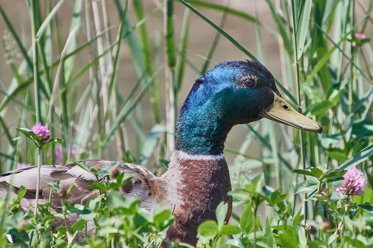 Antis,  Moteris,  Vanduo Paukštis,  Paukštis,  Mallard,  Bill,  Gyvūnas,  Gamta, Nemokamos Nuotraukos,  Nemokama Licenzija