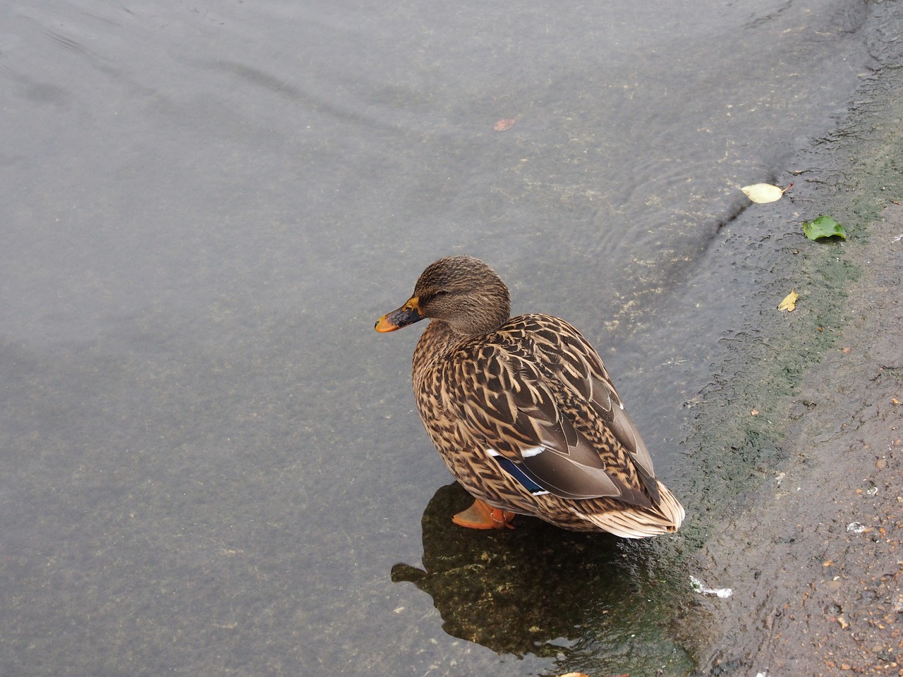 Antis,  Paukštis,  Vanduo Paukštis,  Gyvūnas,  Mallard,  Plunksna,  Pobūdį,  Bill,  Gyvūnijos Pasaulyje,  Ančiasnapis