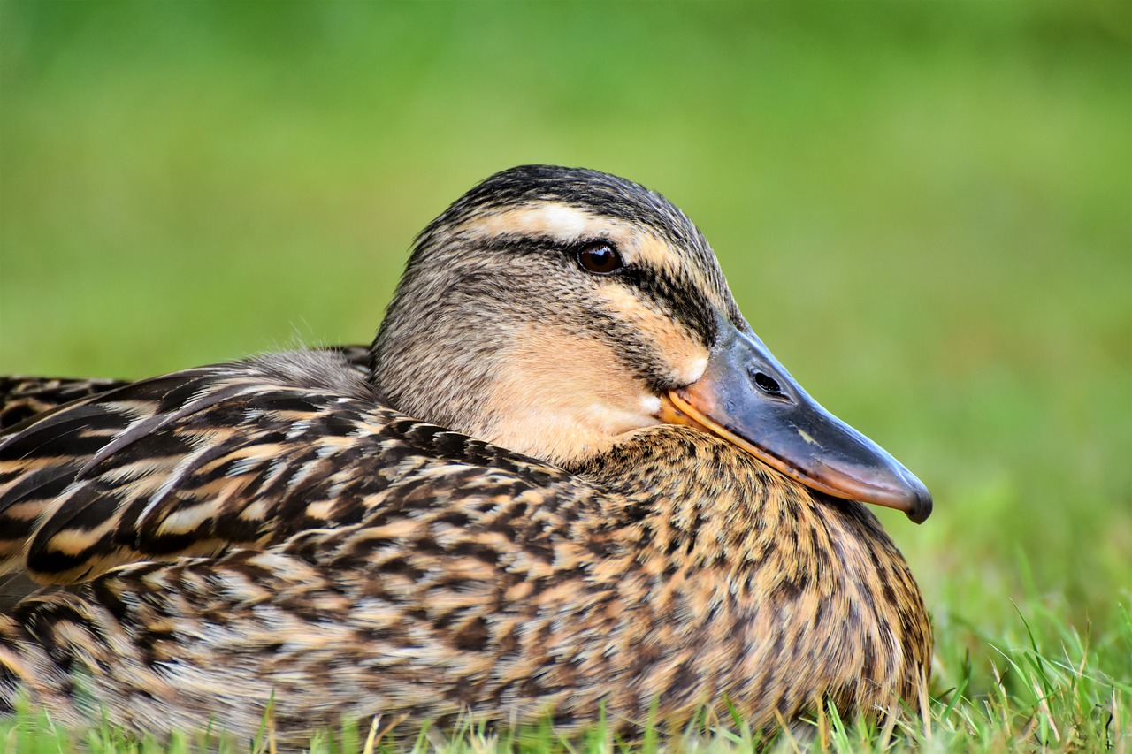 Antis,  Paukštis,  Vanduo Paukštis,  Mallard,  Bill,  Galva,  Ančiasnapis,  Naminių Paukščių,  Antis Paukštis,  Meadow