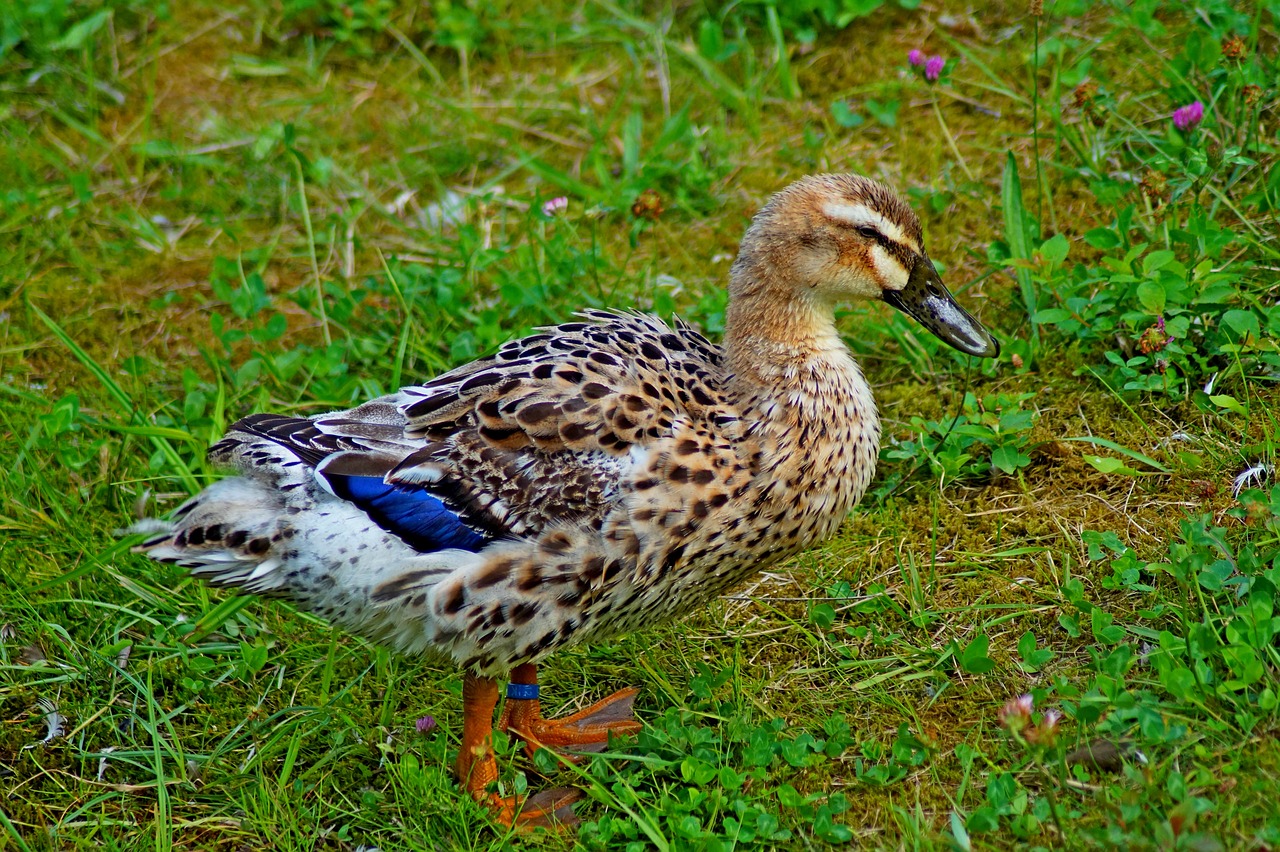 Antis,  Mallard,  Paukštis,  Pobūdį,  Bill,  Naminių Paukščių,  Meadow,  Plunksna, Nemokamos Nuotraukos,  Nemokama Licenzija