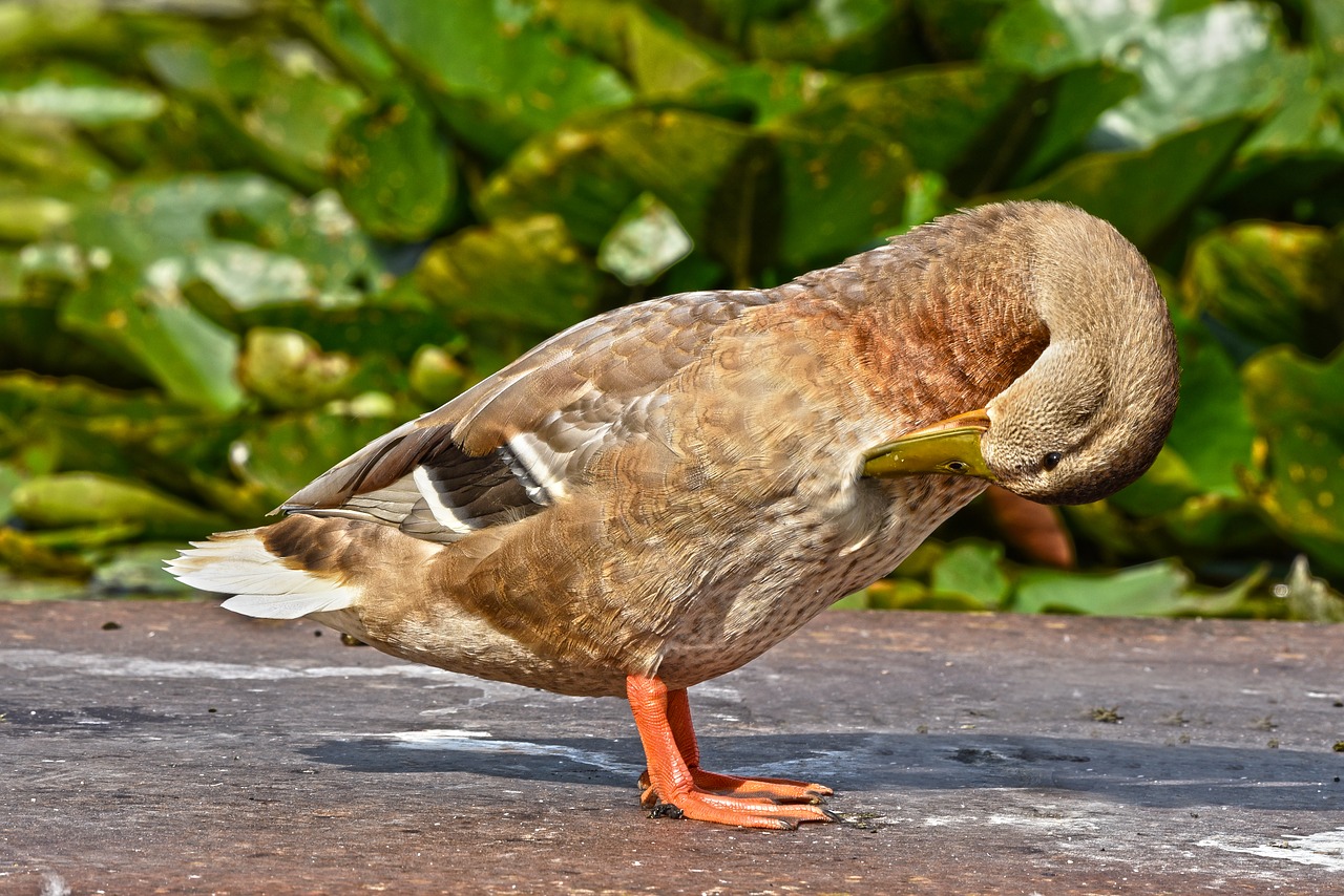 Antis,  Mallard,  Vandens Paukščių,  Vandens Paukščiai,  Paukštis,  Gyvūnas,  Moteris,  Plunksnų Priežiūros,  Plunksnos,  Kojos