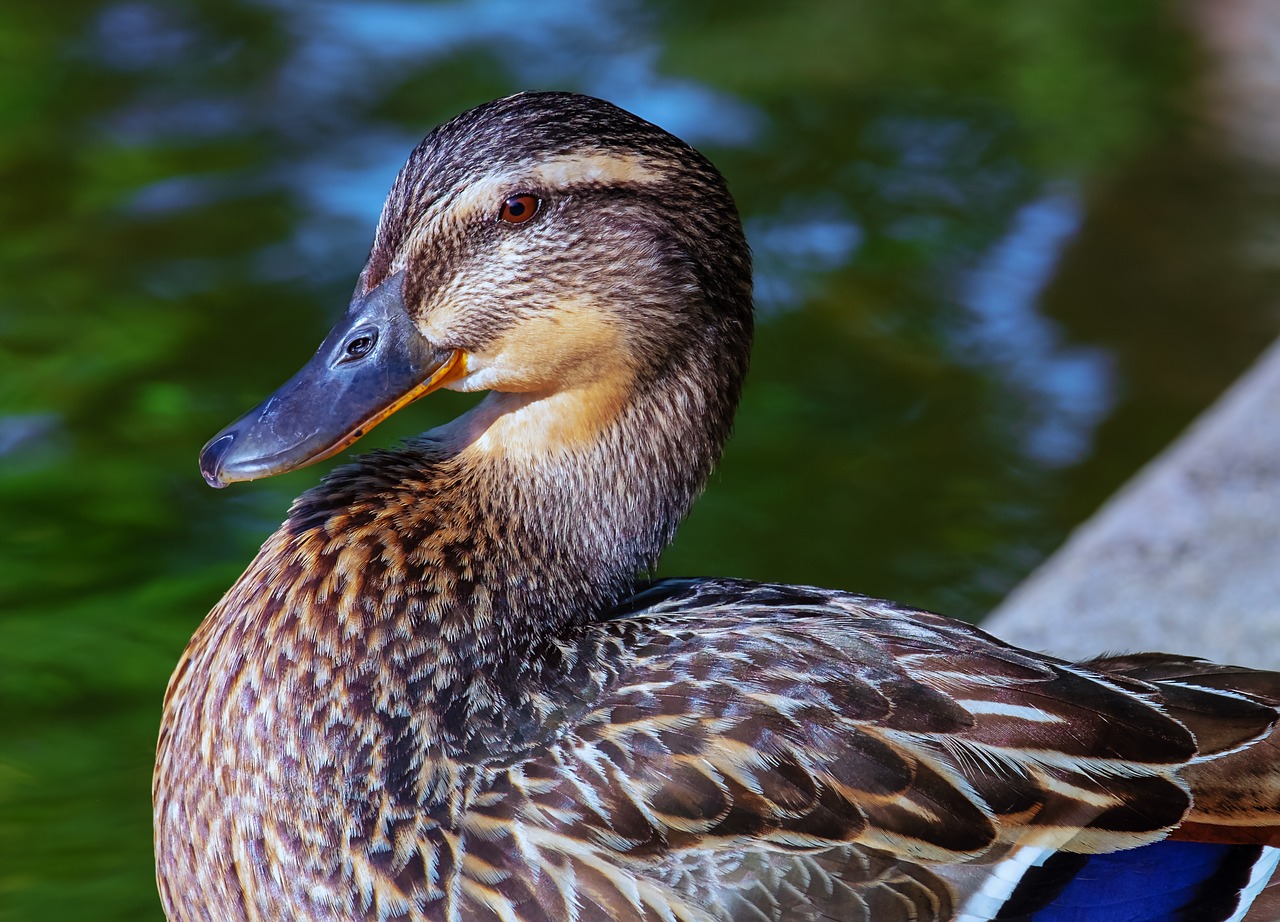 Antis,  Paukštis,  Gyvūnas,  Mallard,  Ančiasnapis,  Vanduo Paukštis,  Galva,  Plunksna,  Bill,  Antis Paukštis