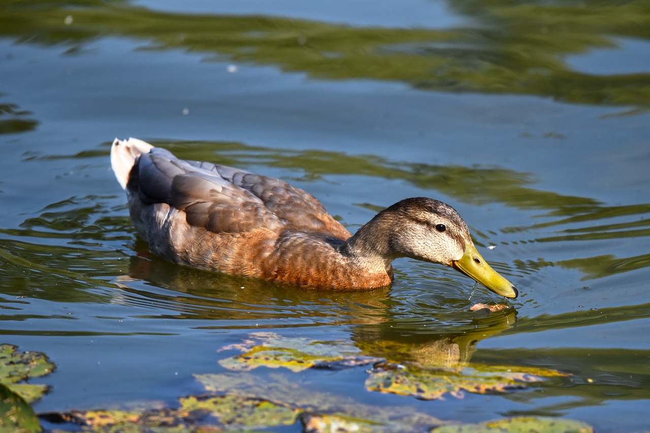 Antis,  Mallard,  Moteris,  Vandens Paukščių,  Paukštis,  Gyvūnas,  Plunksna,  Plunksnos,  Bill,  Plaukimo