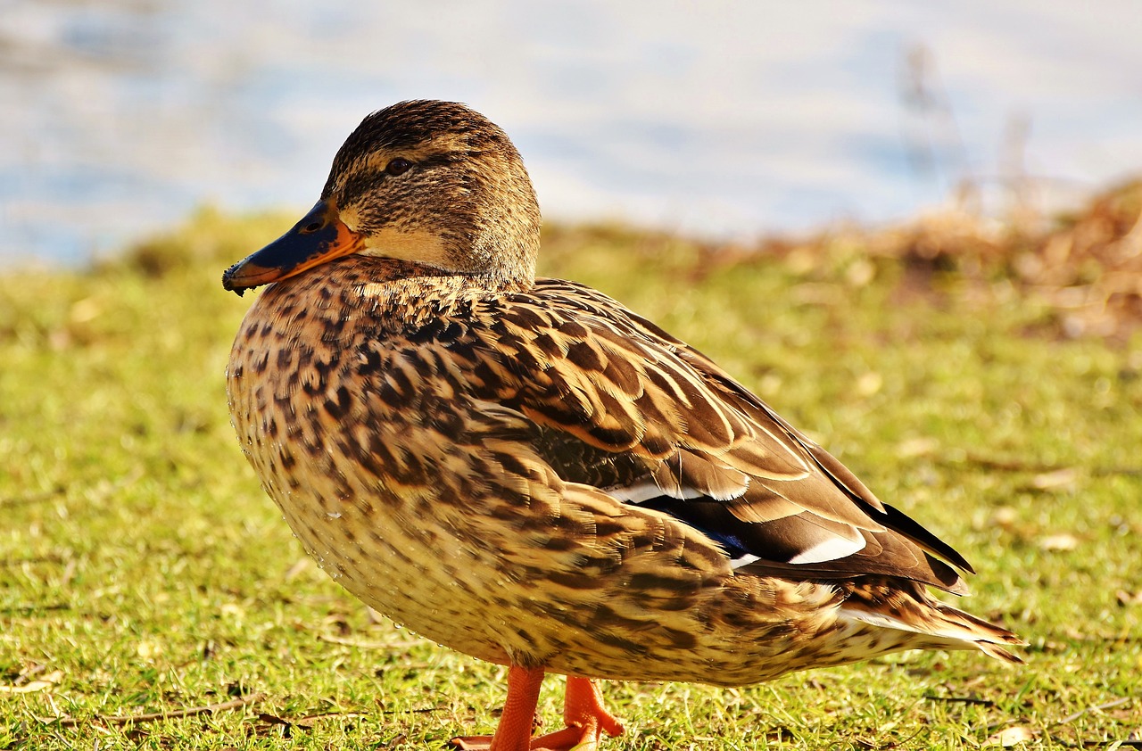 Antis,  Mallard,  Vanduo Paukštis,  Antis Paukštis,  Bill,  Naminių Paukščių,  Plaukti,  Vandens,  Paukštis,  Ežeras