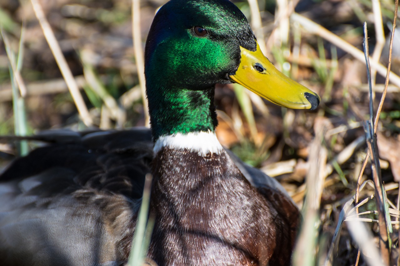 Antis,  Drake,  Paukštis,  Vanduo Paukštis,  Gyvūnas,  Mallard,  Antis Paukštis,  Pobūdį,  Plunksnos,  Bill