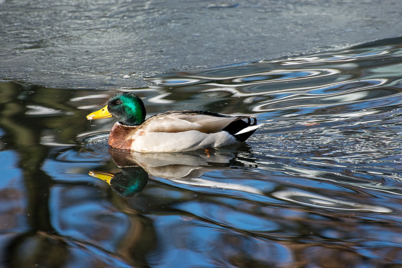 Antis,  Drake,  Paukštis,  Vanduo Paukštis,  Gyvūnas,  Mallard,  Antis Paukštis,  Pobūdį,  Plunksnos,  Bill