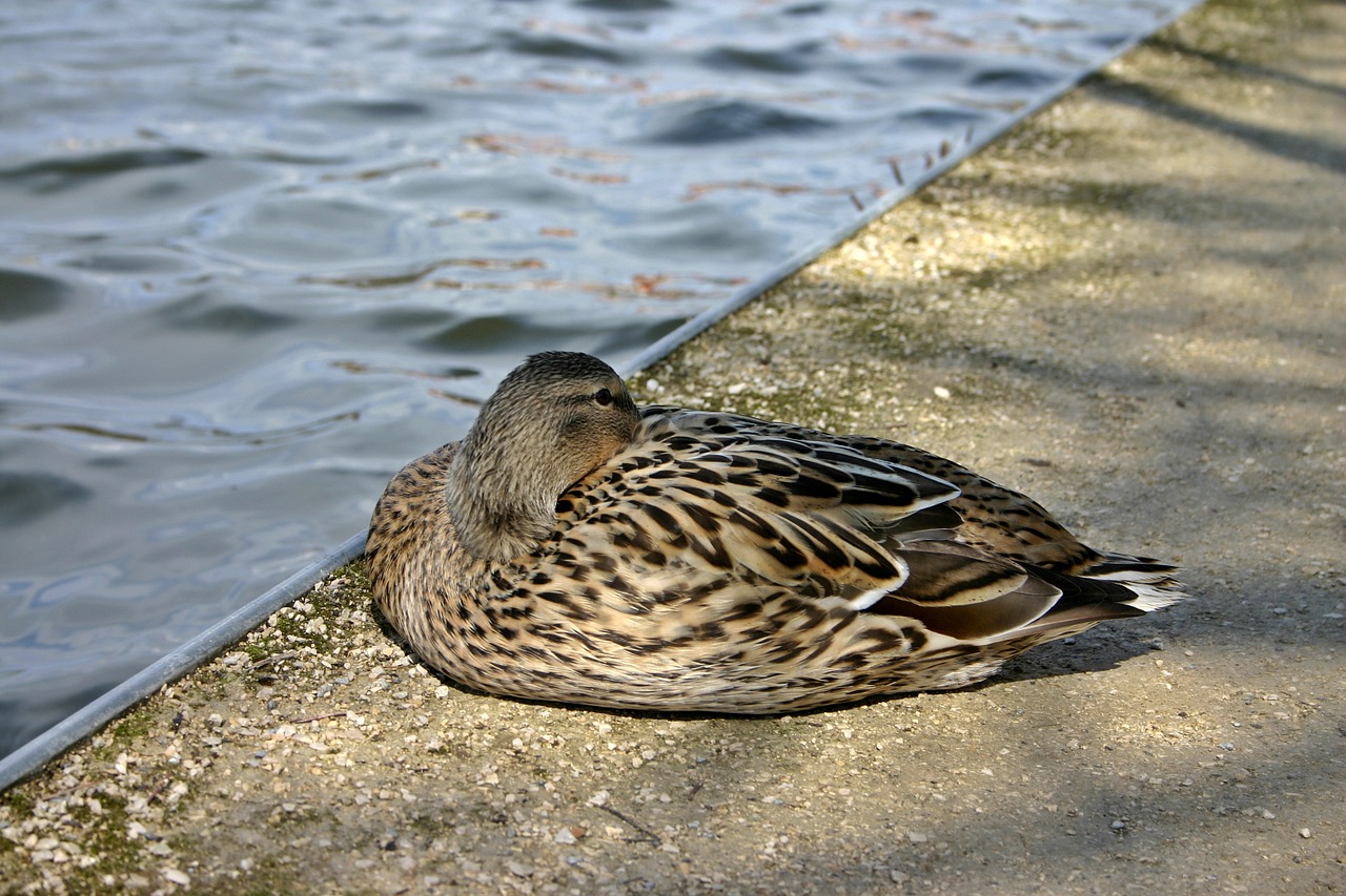 Antis, Gyvūnas, Meletas, Paukštis, Vanduo, Vandens Paukštis, Laukiniai Antis, Gamta, Gyvūnų Portretas, Fauna