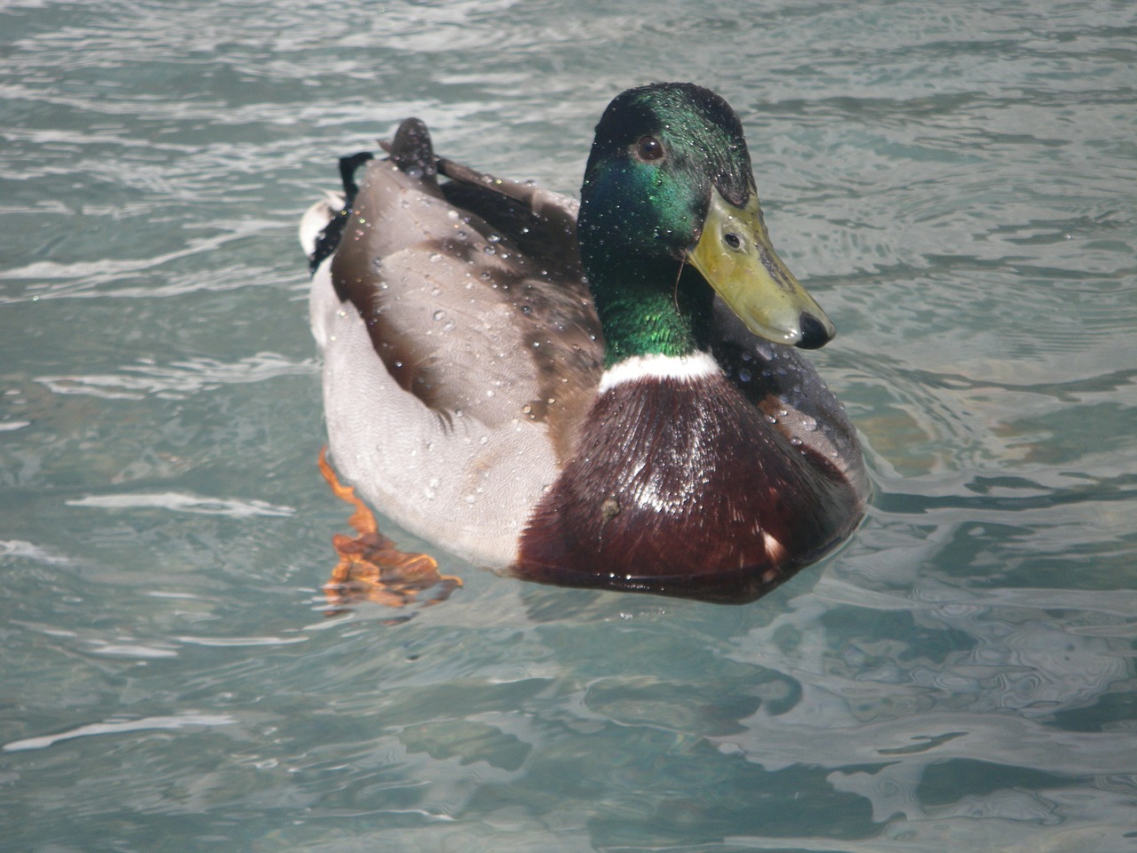 Antis, Schwimmvogel, Vandens Paukštis, Gyvūnas, Paukštis, Nemokamos Nuotraukos,  Nemokama Licenzija