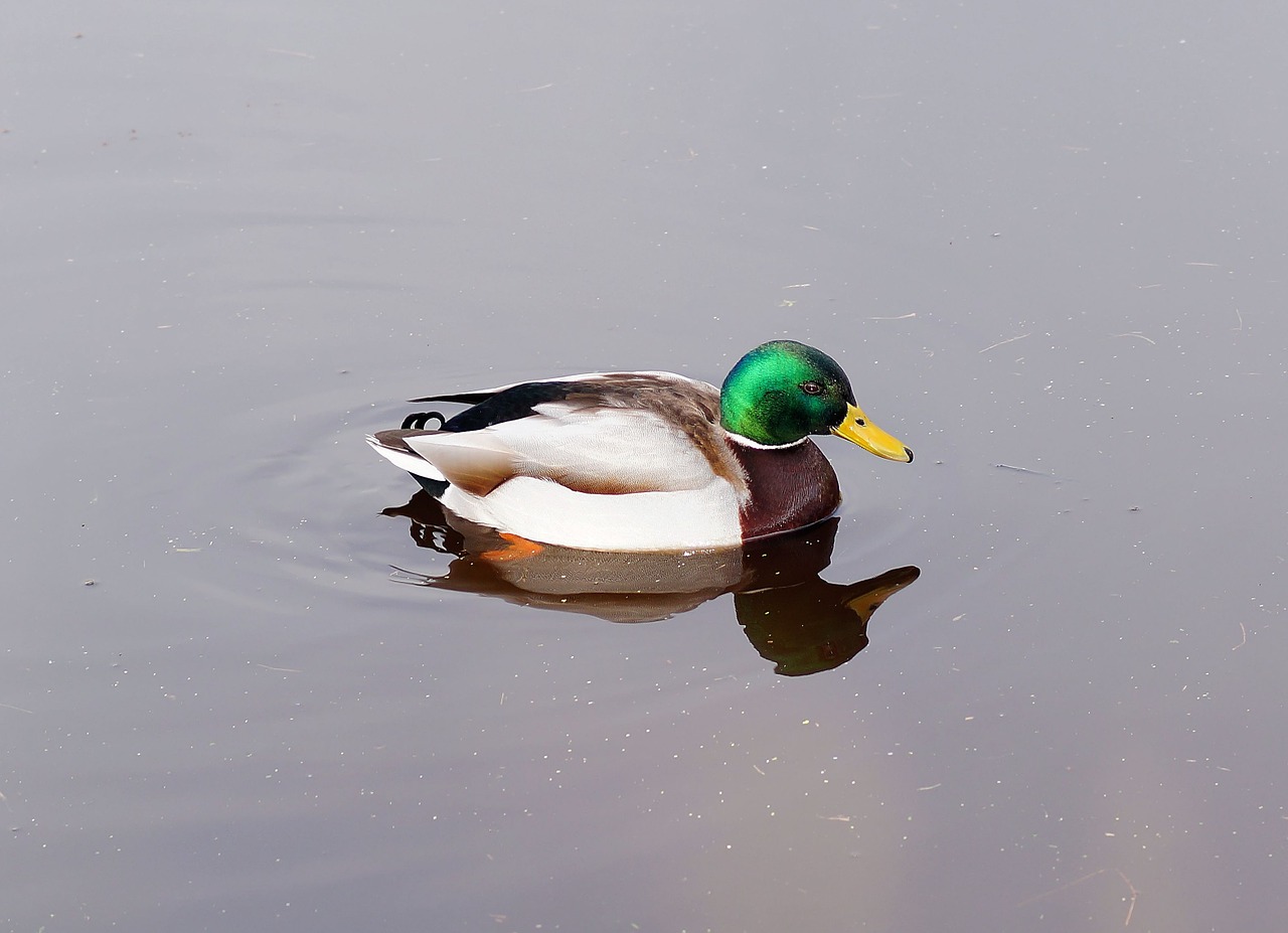 Antis, Drake, Plumėjimas, Paukštis, Vandens Paukštis, Ančių Paukštis, Vanduo, Gyvūnų Pasaulis, Meletas, Spalvinga