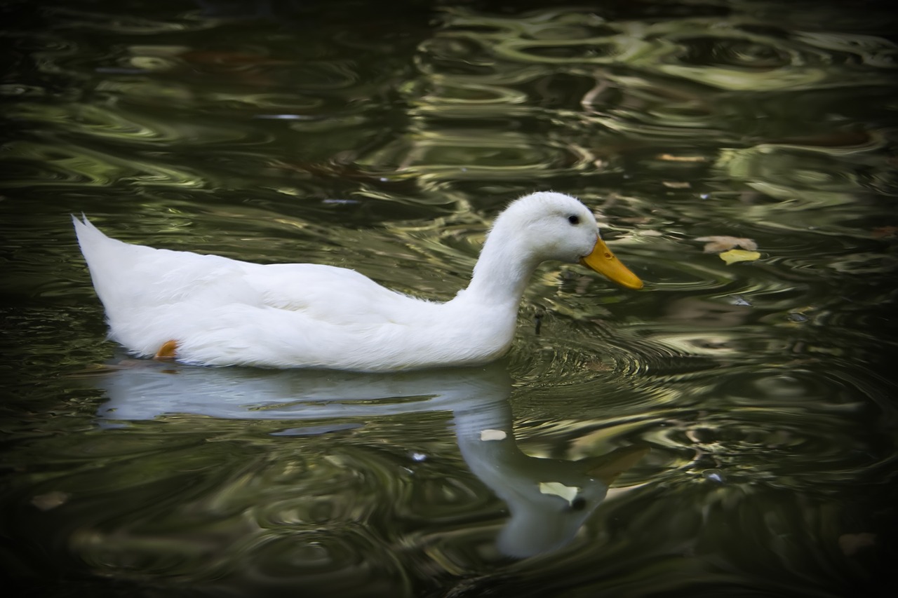 Antis, Tvenkinys, Fauna, Vandens Paukščiai, Nemokamos Nuotraukos,  Nemokama Licenzija