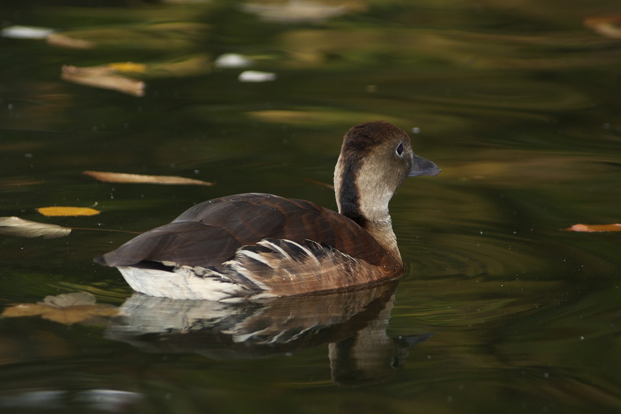 Antis, Vanduo, Fauna, Tvenkinys, Vandens Paukščiai, Nemokamos Nuotraukos,  Nemokama Licenzija