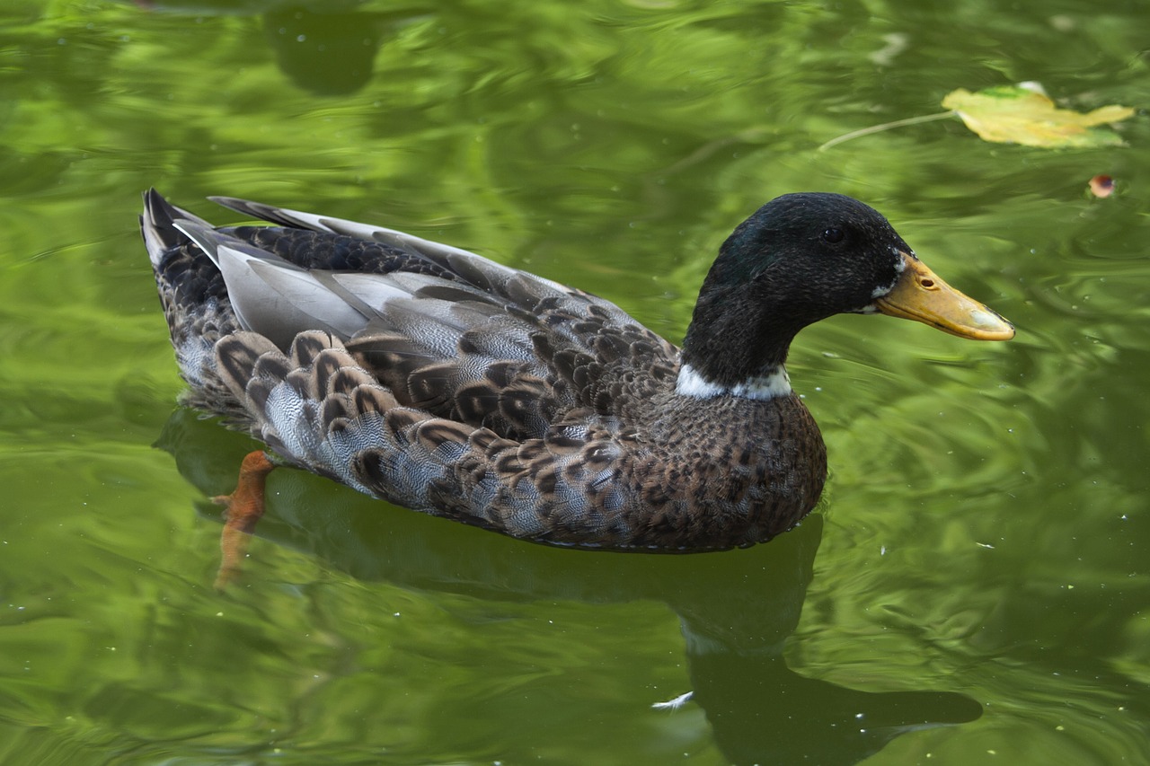 Antis, Plunksnos, Fauna, Tvenkinys, Vandens Paukščiai, Nemokamos Nuotraukos,  Nemokama Licenzija